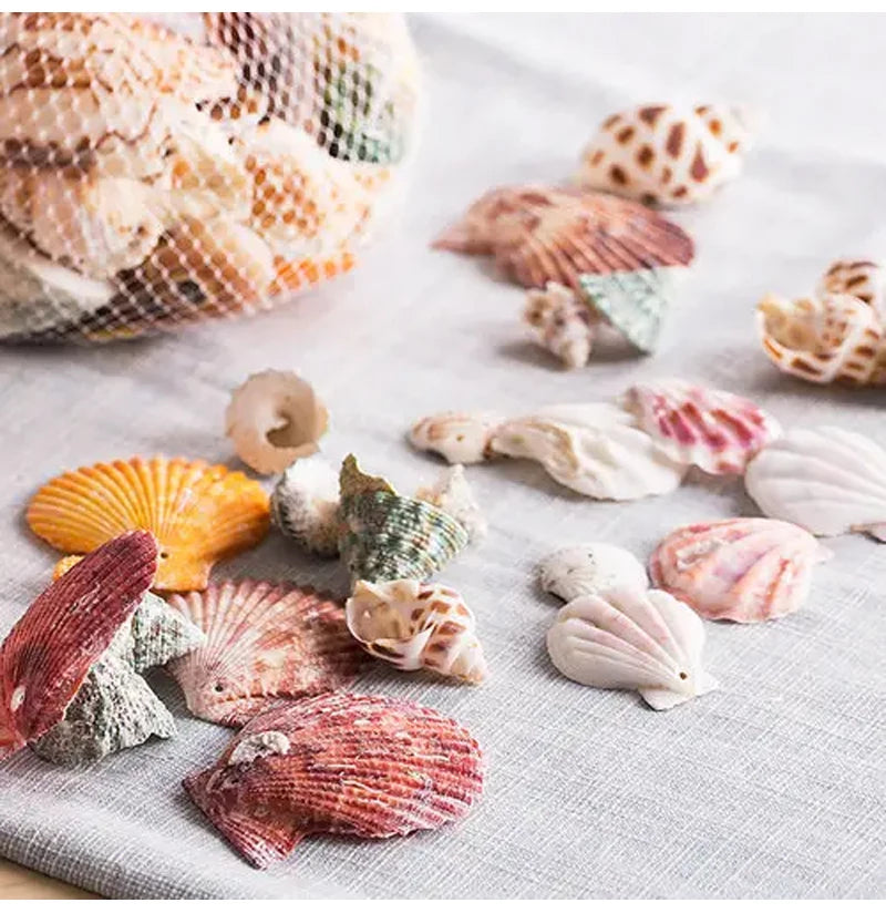 Nøordka Light Ceiling Light Fixtures Mediterranean Sea Shell Pendant Light Fixture